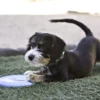 KONG FLYER PUPPY