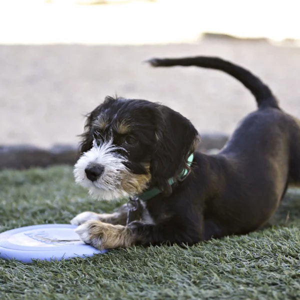 KONG FLYER PUPPY
