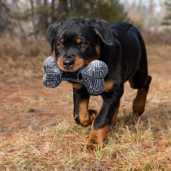 KONG MAXX BONE