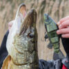 img_3660 FOX RAGE REPLICANT JOINTED SUPER NATURAL TENCH