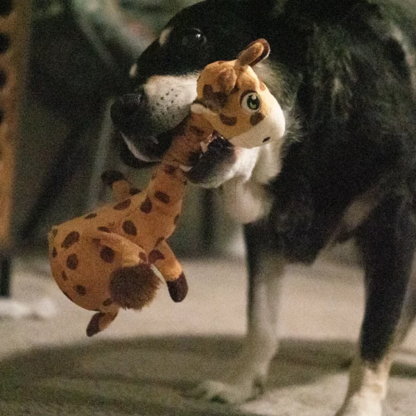 KONG SHAKERS BOBZ GIRAFFE 2 KONG SHAKERS BOBZ GIRAFFE