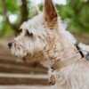 TICKLESS -ECOPET TICK AND FLEA REPELLANT