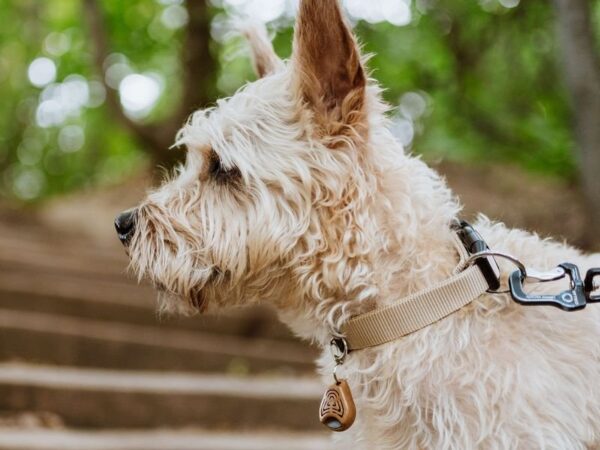 TICKLESS -ECOPET TICK AND FLEA REPELLANT