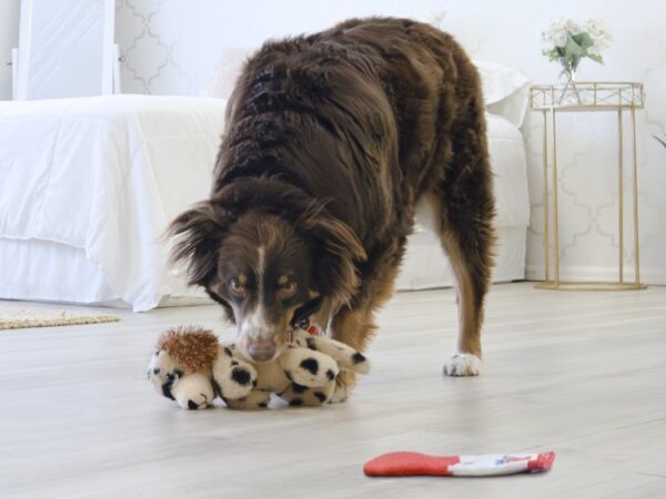 KONG COMFORT PUPS SPOT
