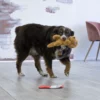 Comfort Pups Goldie 2 KONG COMFORT PUPS GOLDIE