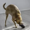 KONG Extreme
