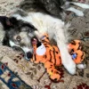 KONG WILD KNOTS TIGER