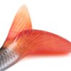 Fox Rage Ultra-Realistic Roach Replicant