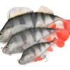 nre504_506_rage_ultra_realistic_perch_replicant_group Fox Rage Ultra-Realistic Perch Replicant