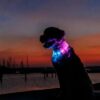 2026/06/1000086228.jpg TRIXIE FLASH COLLAR XS-XL