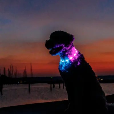 2026/06/1000086228.jpg TRIXIE FLASH COLLAR XS-XL